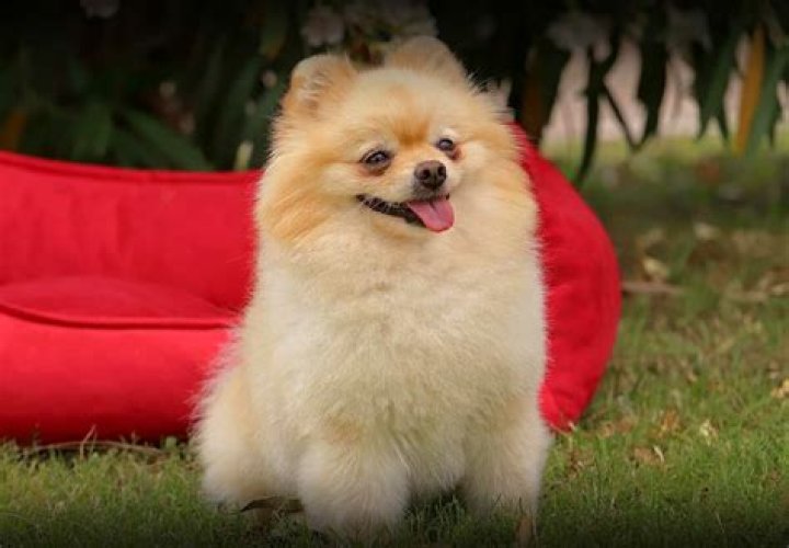 Boo The Pomeranian — Pics Of ‘The World’s Cutest Dog’ – Hollywood Life