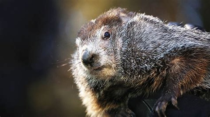 Punxsutawney Phil Celebrity Profile | Groundhog – Hollywood Life