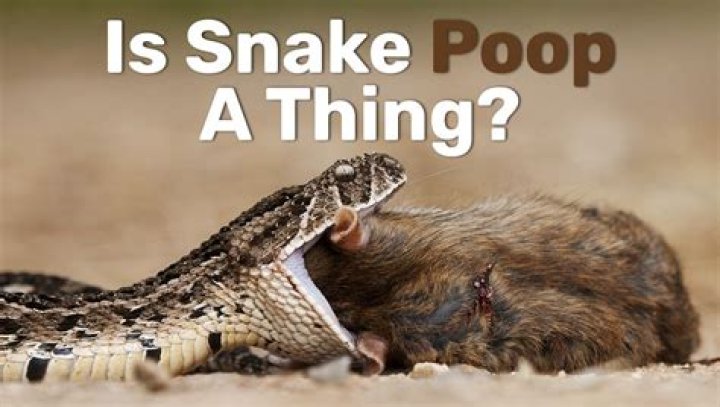 Shares Snake Pee ‘WAP’ Video Story – Hollywood Life