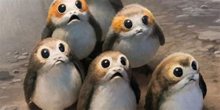 What Is A Porg? 5 Things About The Cute ‘Star Wars’ Creature – Hollywood Life