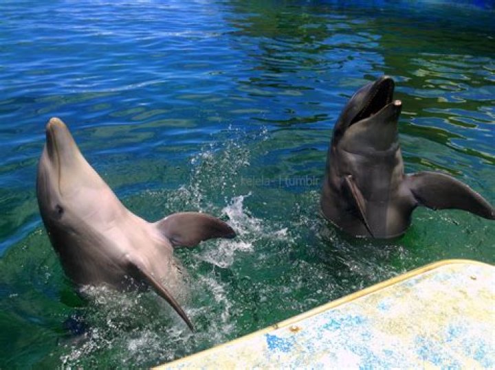 What Is A Wholphin? 5 Facts On Dolphin/Whale Hybrid Discovered – Hollywood Life